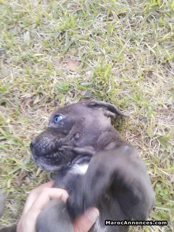 Chiots cane corso - القنيطرة (2)