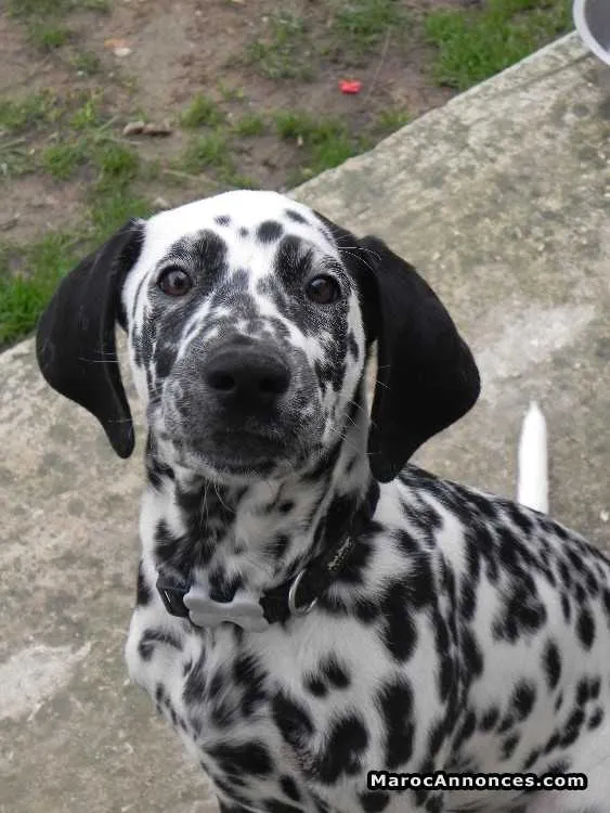 Chiots dalmatien à vendre - الرباط