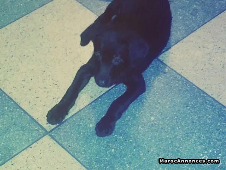 Labrador femelle a vendre - سلا (2)