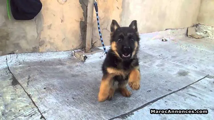 Chiots berger allemand à vendre - الرباط