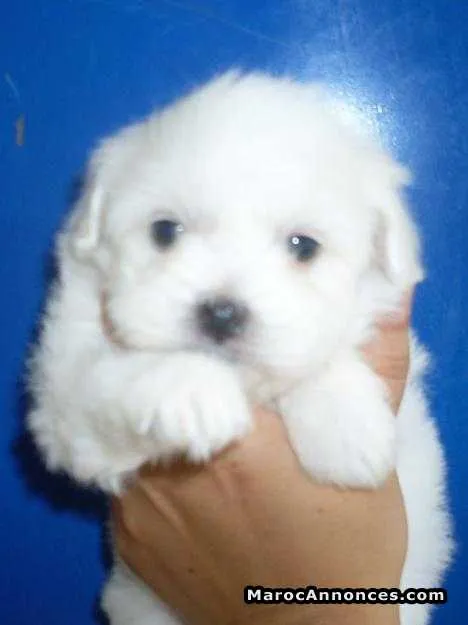 Chiots bichon maltais pure race age 2 mois - الدار البيضاء (3)