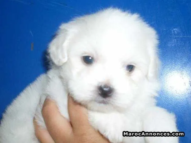 Chiots bichon maltais pure race age 2 mois - الدار البيضاء (2)