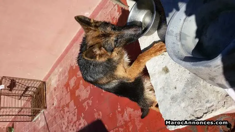 Chien berger pidigré - الرباط (2)