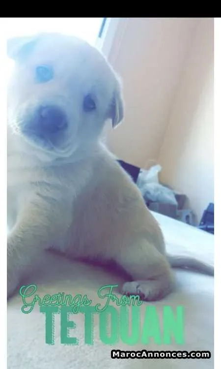 Chien labrador blanc - تطوان (2)