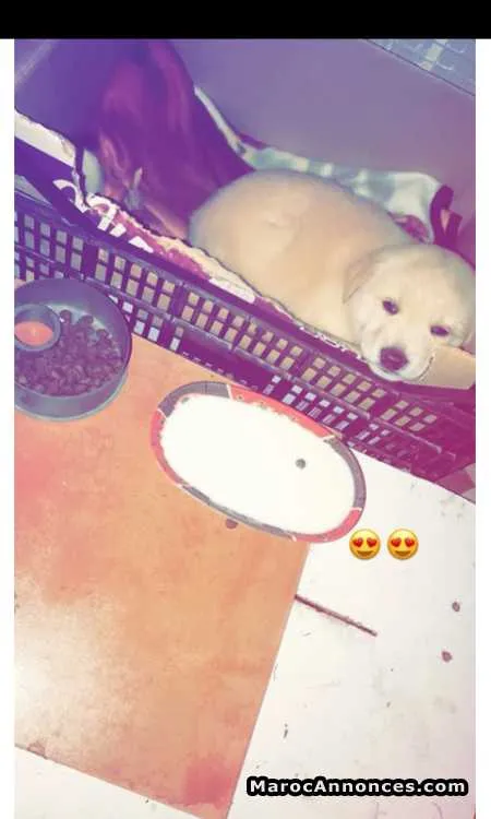Chien labrador blanc - تطوان (3)