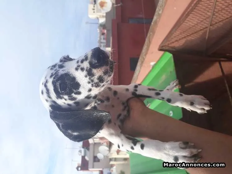 Chiots dalmatien - الرباط