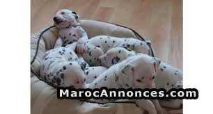 Chiot dalmatien - الدار البيضاء