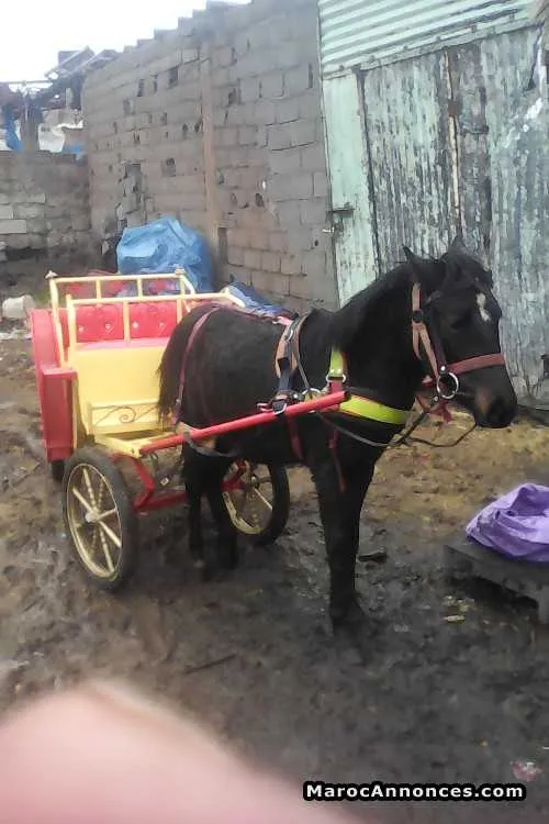 Poney à vendre - مراكش