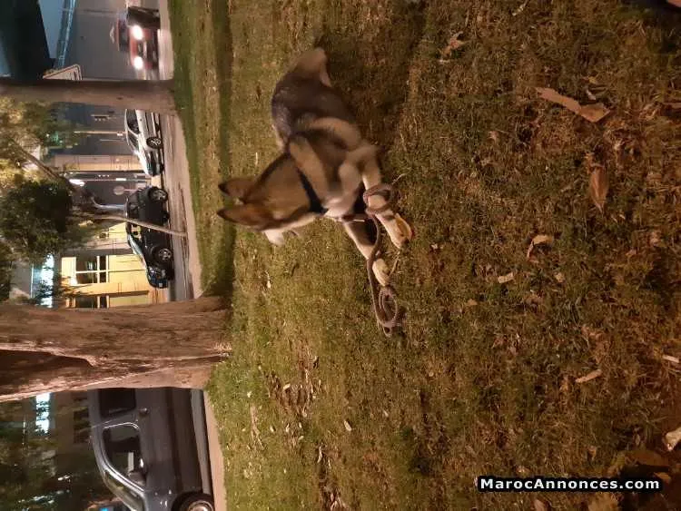 Chienne  husky - الدار البيضاء