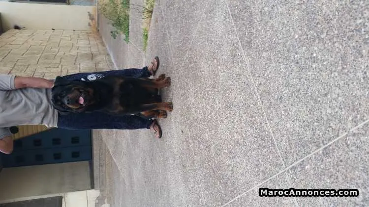 Petite femelle rottweiler - الدار البيضاء (3)