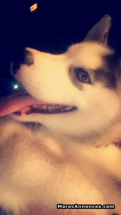 Husky blue eyes - مراكش (2)