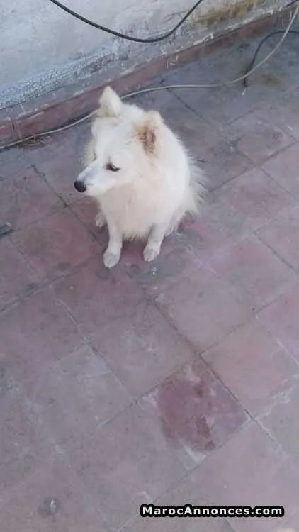 A vendre spitz - الدار البيضاء