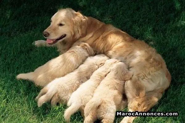 Golden retrievers à vendre - الدار البيضاء (2)