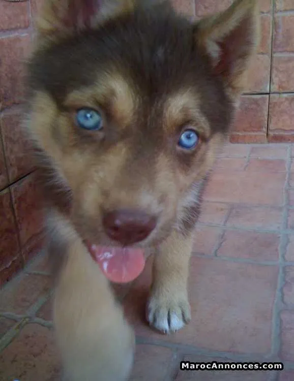 Chiots husky - مكناس (3)