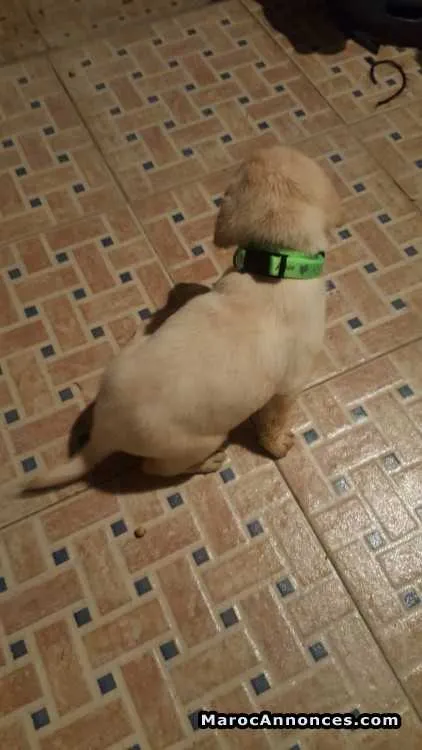 Labrador à vendre - أكادير (2)