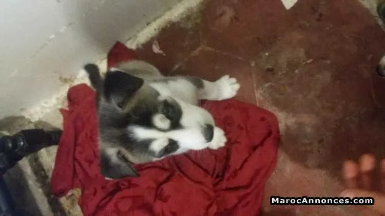 Chiots husky sebirien  à vendre - الدار البيضاء