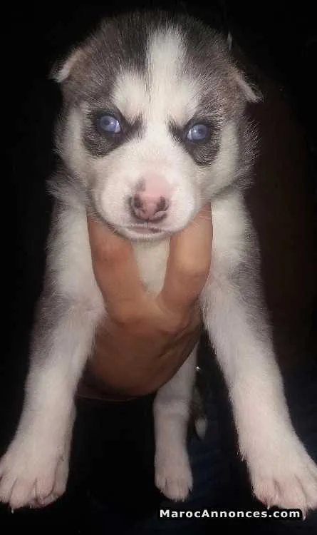 Chiots husky sebirien  à vendre - الدار البيضاء (3)