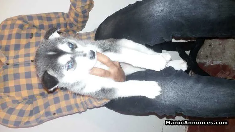 Chiots husky sebirien  à vendre - الدار البيضاء (2)