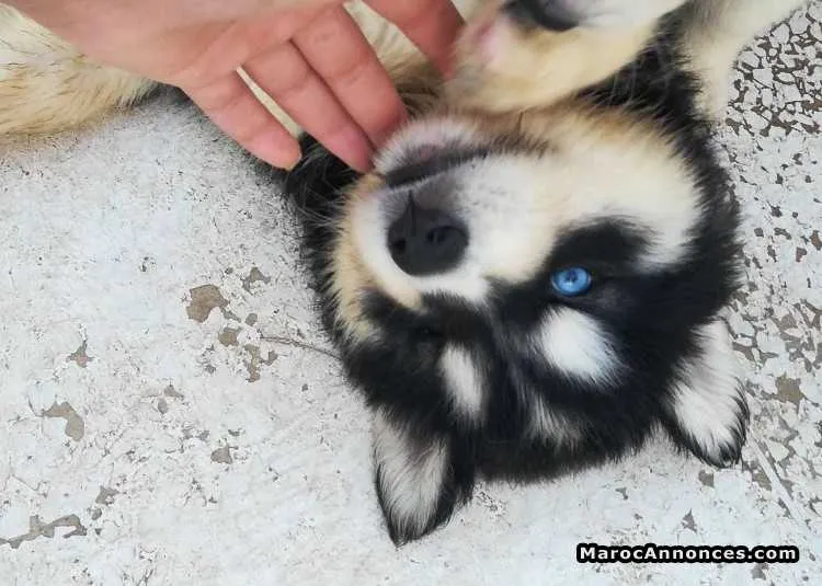 Husky à poils longs - القنيطرة