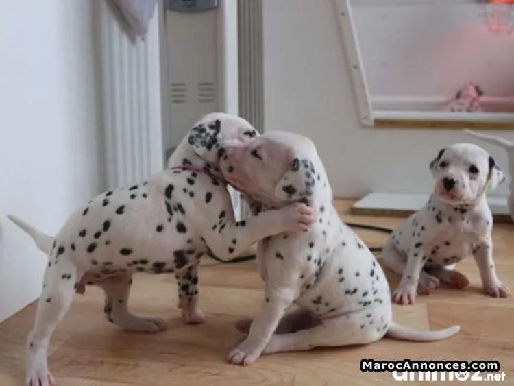 Chiots dalmatien - الرباط