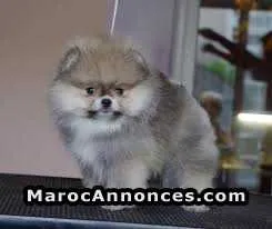 Chiot spitz nain - الدار البيضاء (2)