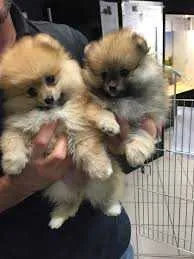 Chiot spitz nain - الدار البيضاء