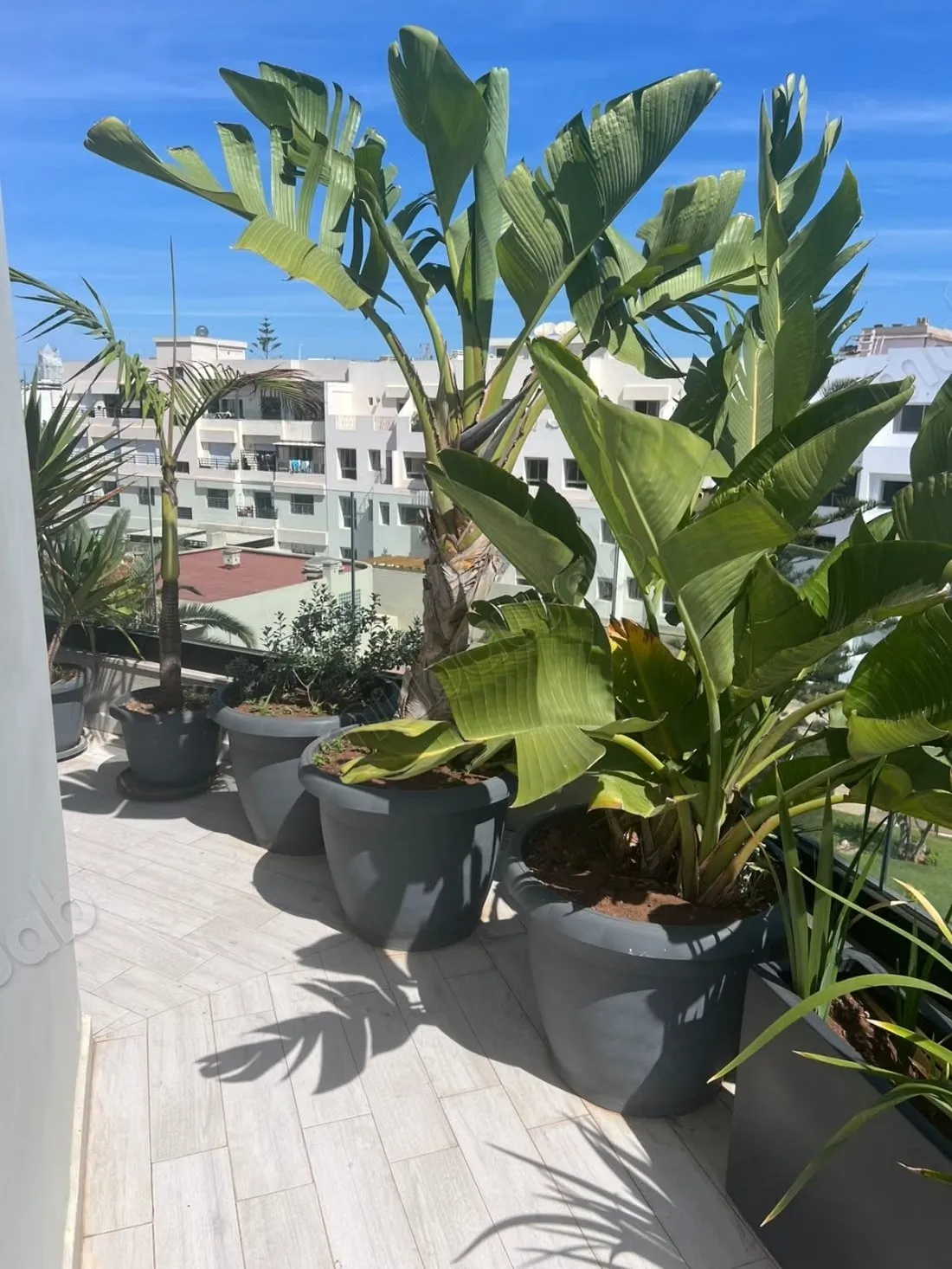 Penthouse en location à Ferme Bretonne 
Hay Arraha. Superfic... - الدار البيضاء (3)