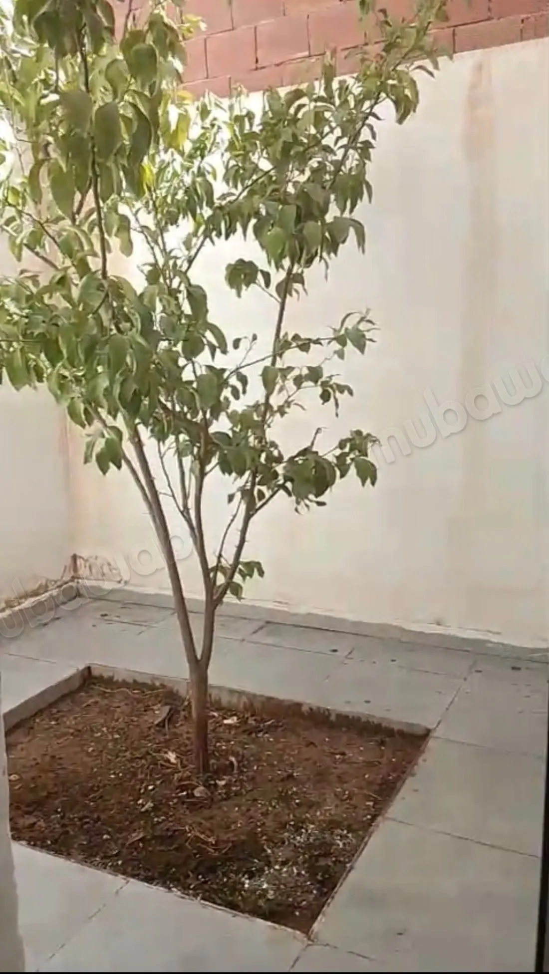 Propriété à louer à Sidi Yahya.
Surface de 65 m² - وجدة (2)