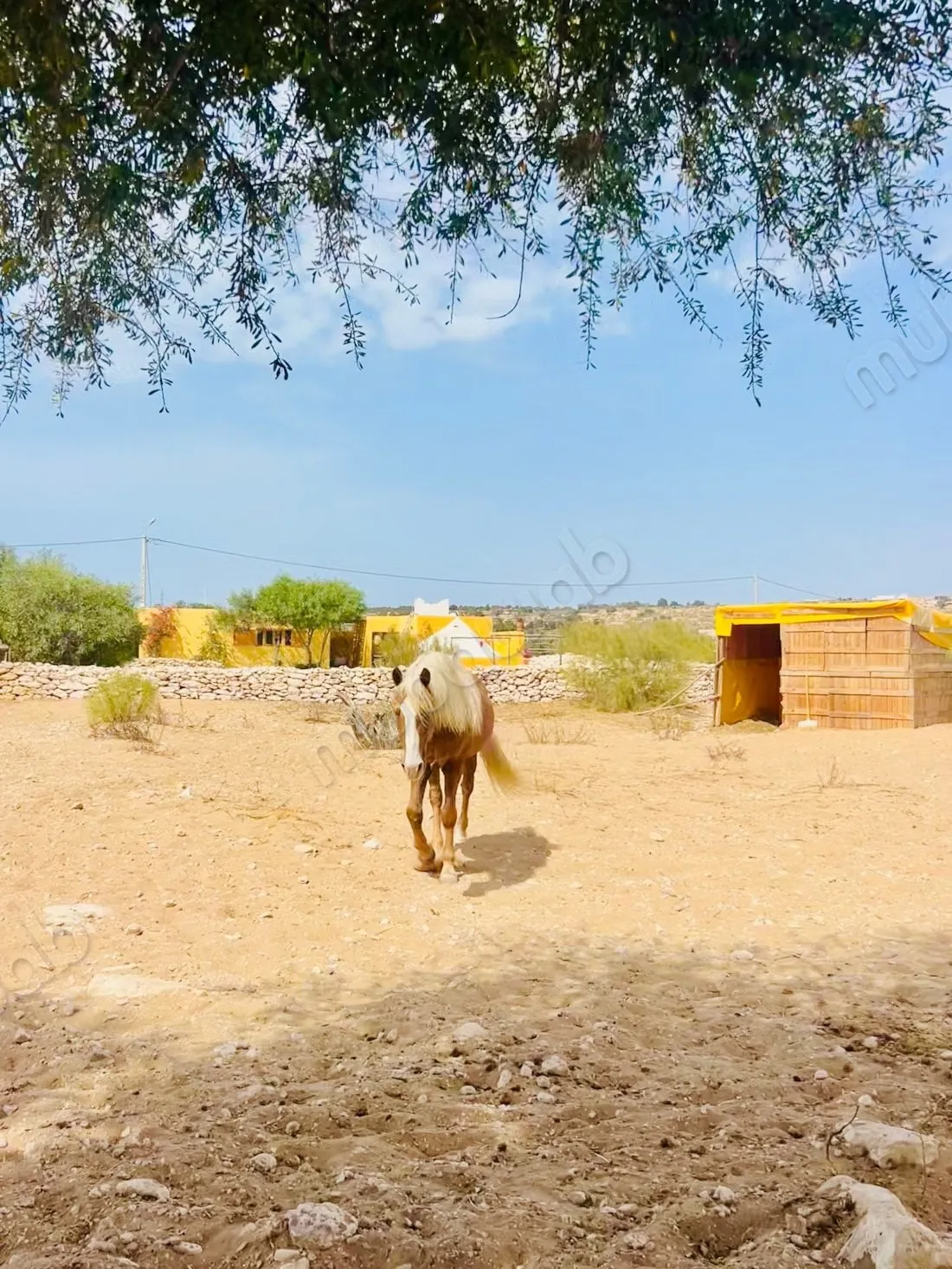 Location d'une maison à Sidi Kaouki. Meublé - الصويرة (3)