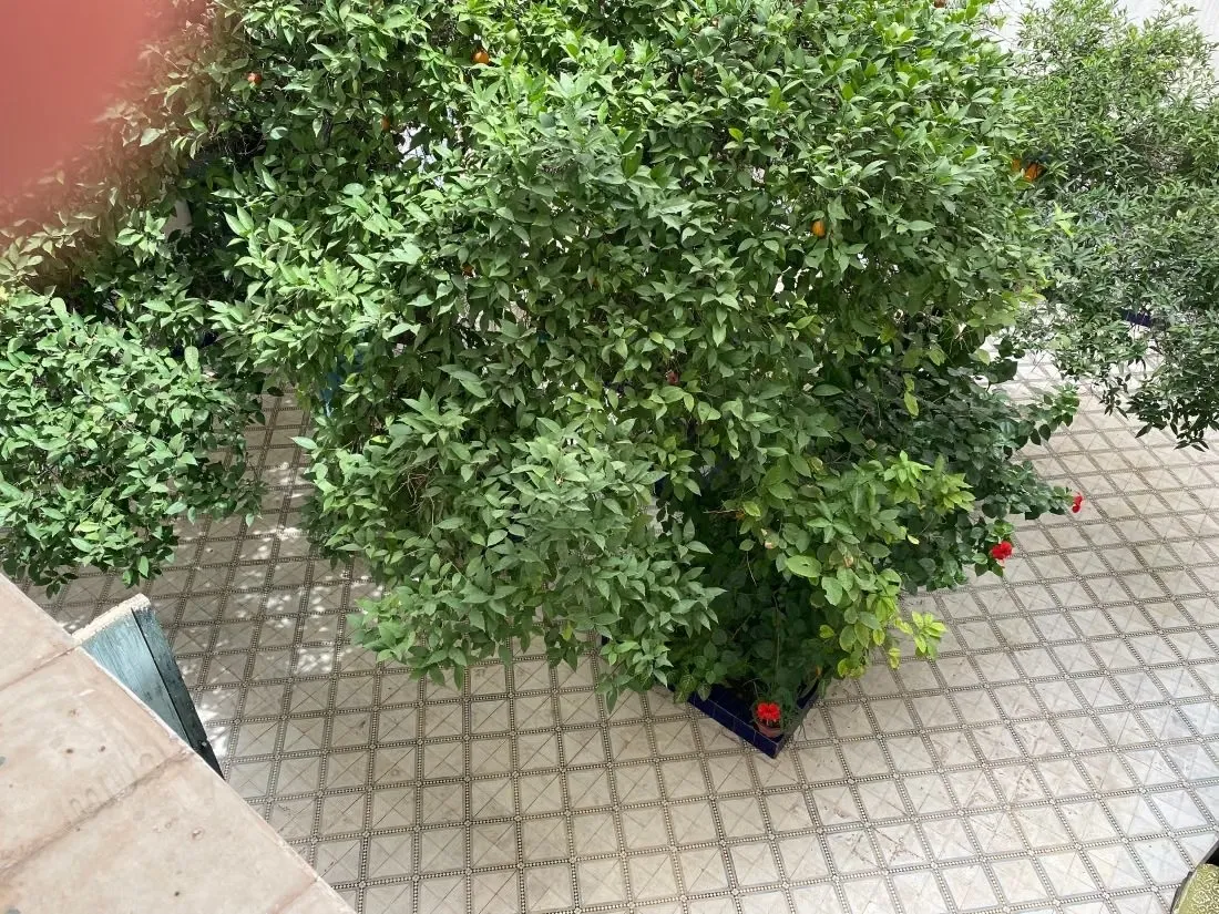 Riad de 297 m² au sol à rénover – Derb Dabachi - مراكش (2)