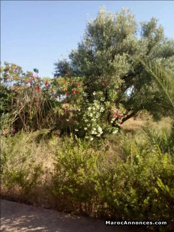 Maison sur un terrain de 5000 m2 route de fes - مراكش (2)