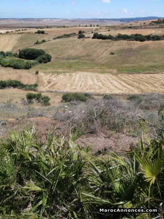 Terrains molkia alhad gharbia de 495m2 - طنجة (3)