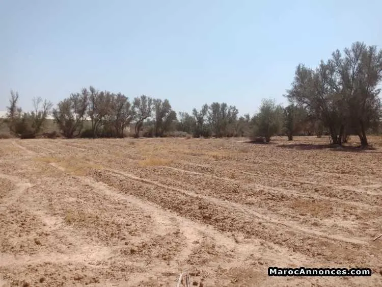 Terrain de 1ha à taroudant - تارودانت