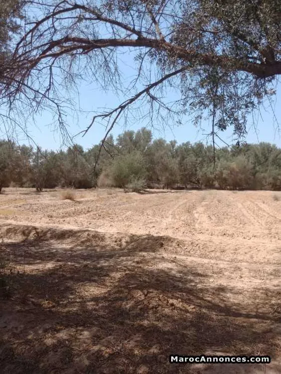 Terrain de 1ha à taroudant - تارودانت (3)