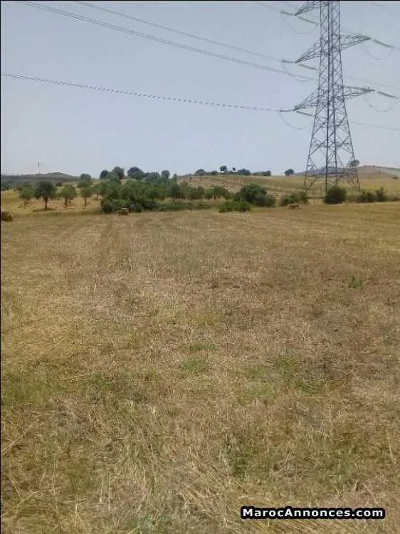 Terrain de 350m à elhad  el gharbia - طنجة