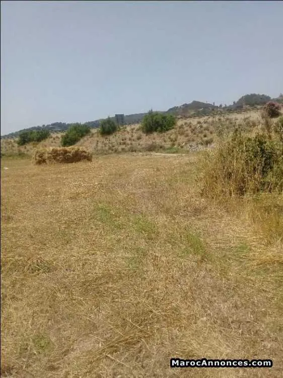 Terrain de 350m à elhad  el gharbia - طنجة (3)