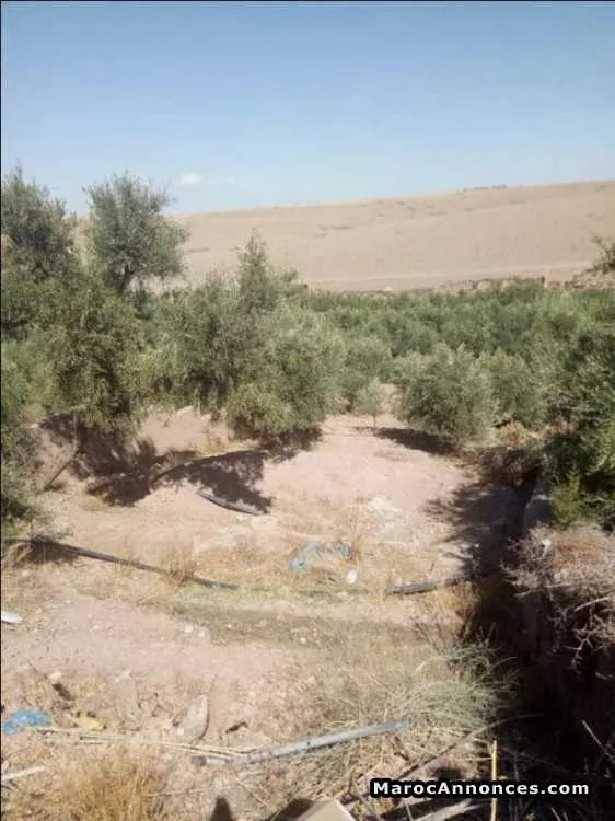 Terrain 2000 m2 a route amzmiz marrakech - مراكش (2)