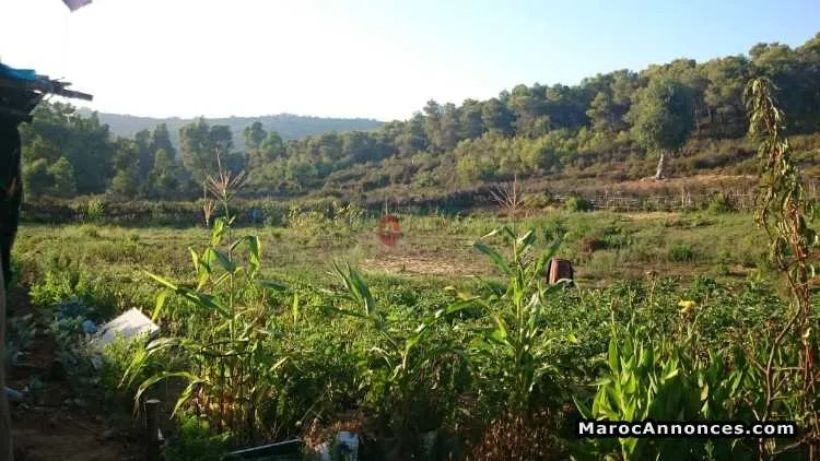 Terrain de 2000 mÈtre carrÉ a vendre - طنجة