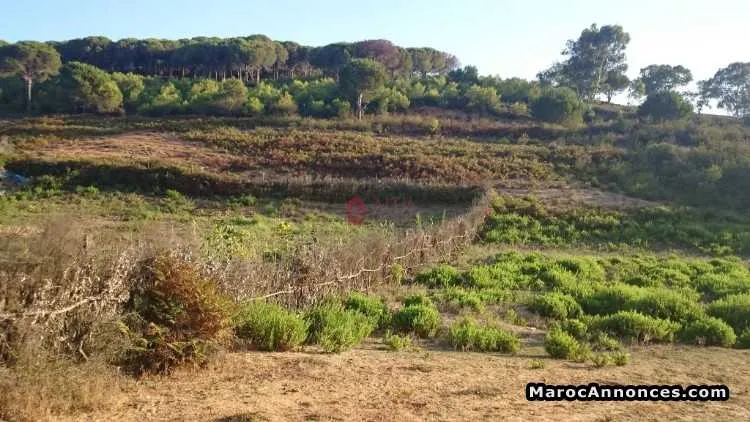 Terrain de 2000 mÈtre carrÉ a vendre - طنجة (3)