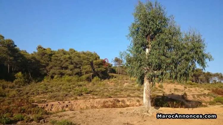 Terrain de 2000 mÈtre carrÉ a vendre - طنجة (2)