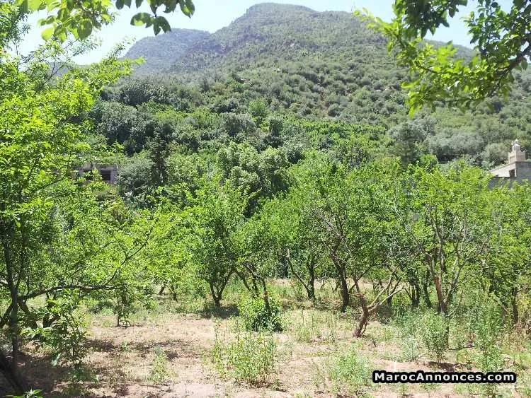 A vendre terrain titre sur ourika - aghbalou - مراكش