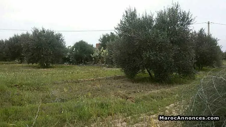 جنان زيتون للبيع - مراكش (2)
