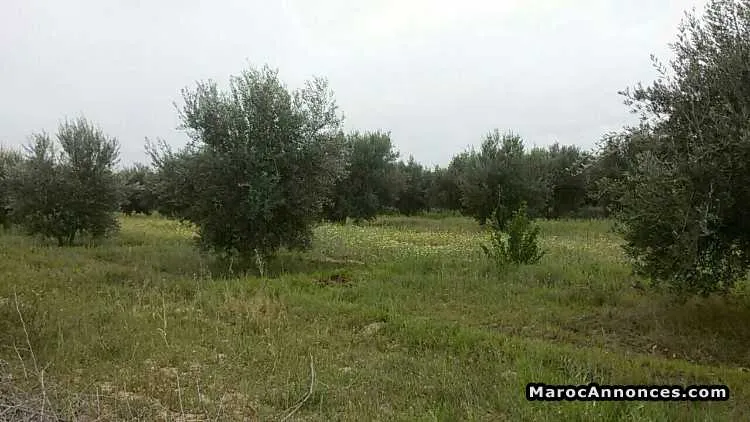 جنان زيتون للبيع - مراكش
