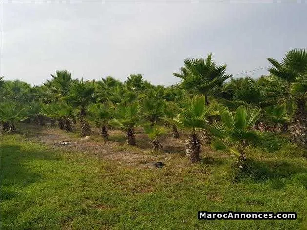 Terrain pour villa à labissa bouskoura - الدار البيضاء