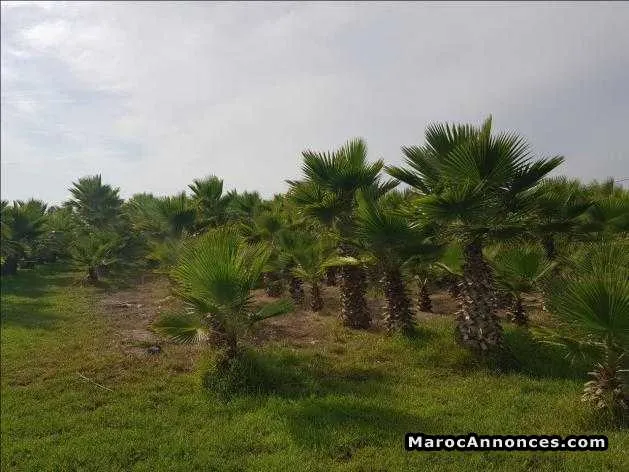 Terrain pour villa à labissa bouskoura - الدار البيضاء (3)