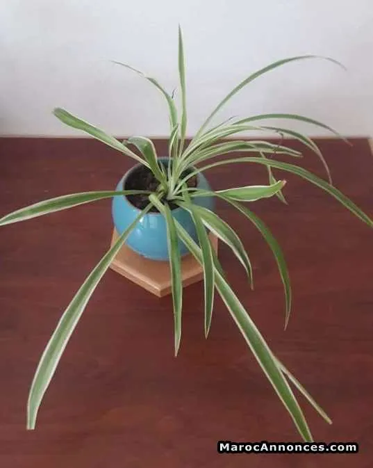 Accessoires bureau / plantes dépolluantes - الرباط