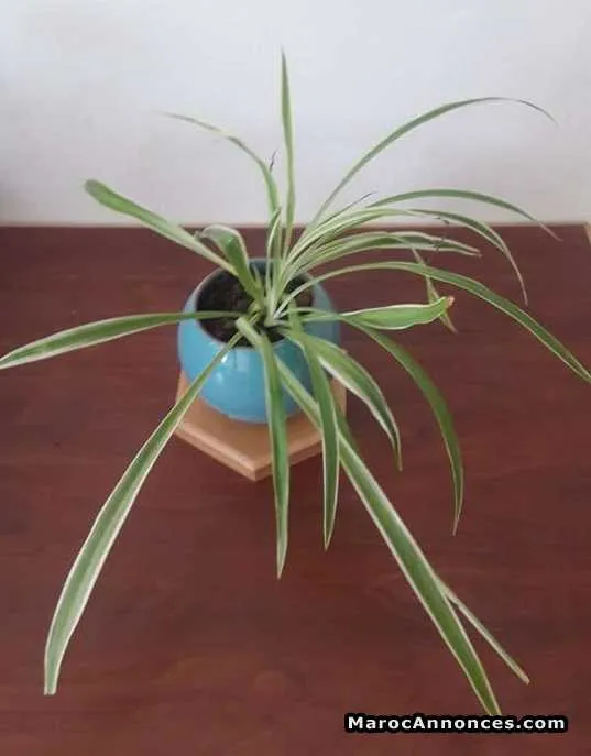Accessoires bureau / plantes dépolluantes - الرباط (3)