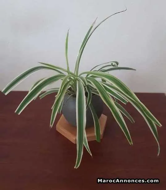 Accessoires bureau / plantes dépolluantes - الرباط (2)