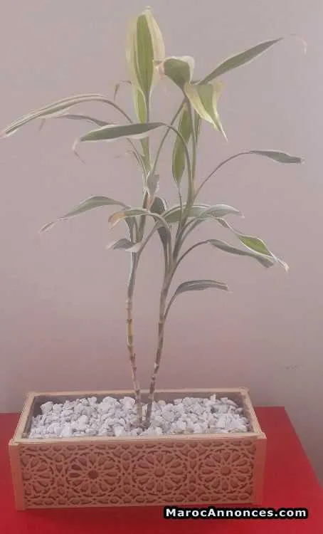 Pot en bois étanche - الرباط (3)