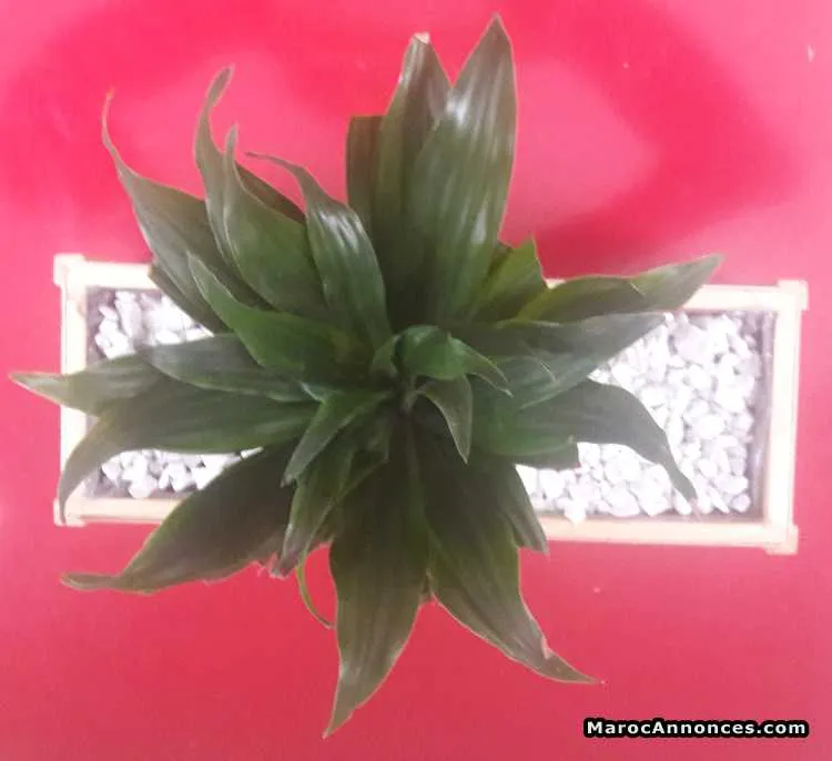 Pot en bois étanche - الرباط